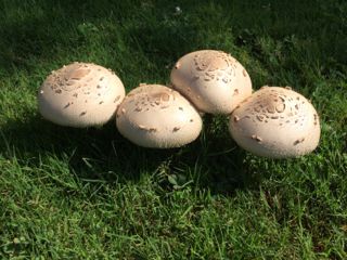 4 mushrooms