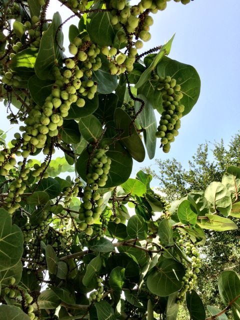 Grape clusters on the Sea Grape Tree 