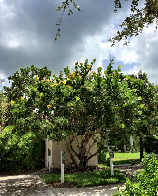 sea grape tree