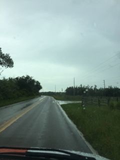 We are prepared to buy the squirrel