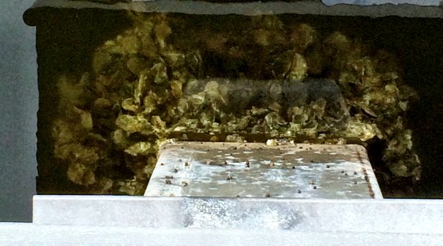 Barnacles or Dinner?