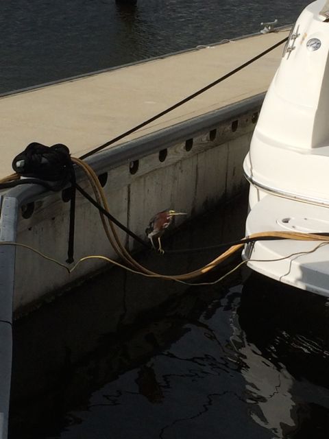 Little fellow - Green Heron?
