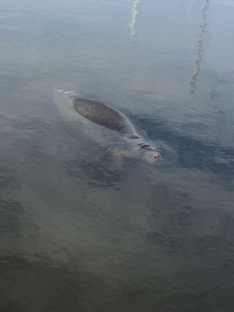 Manatee - Sea Cow