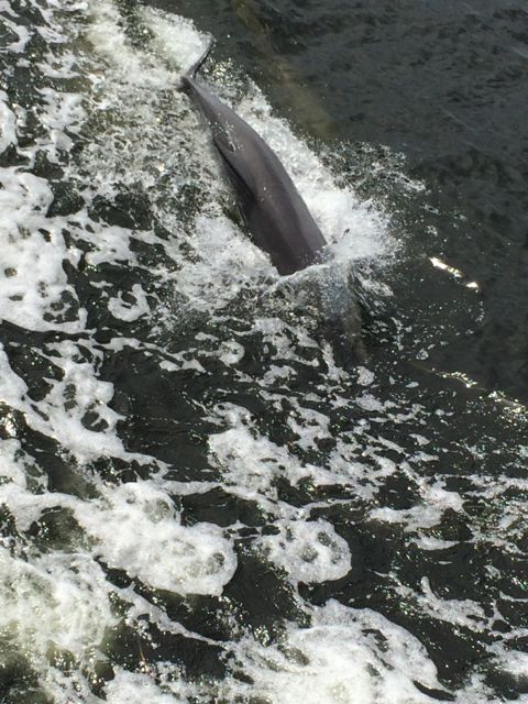 Porpoise riding our wake 4