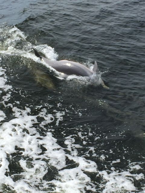 porpoise riding waves 1