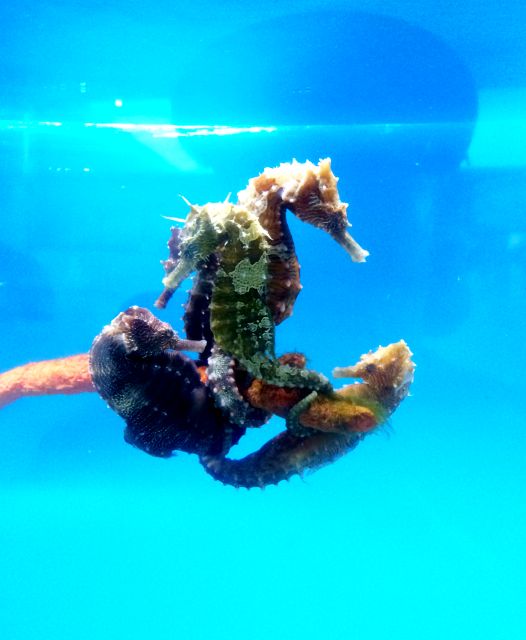 4 sea horse