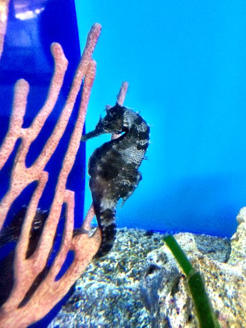 black & white sea horse