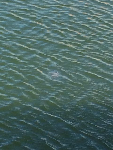 cloverleaf jelly fish