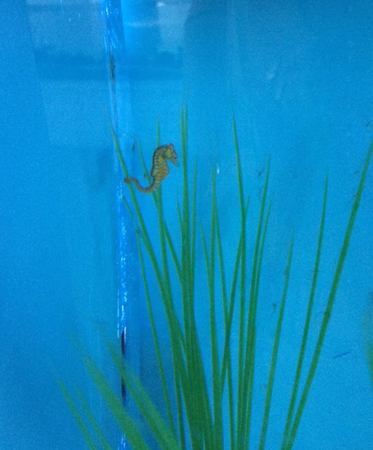 dwarf sea horse
