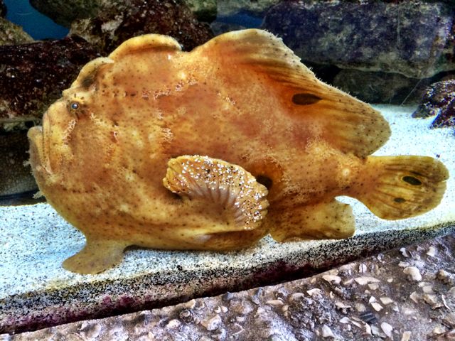 frog fish 2