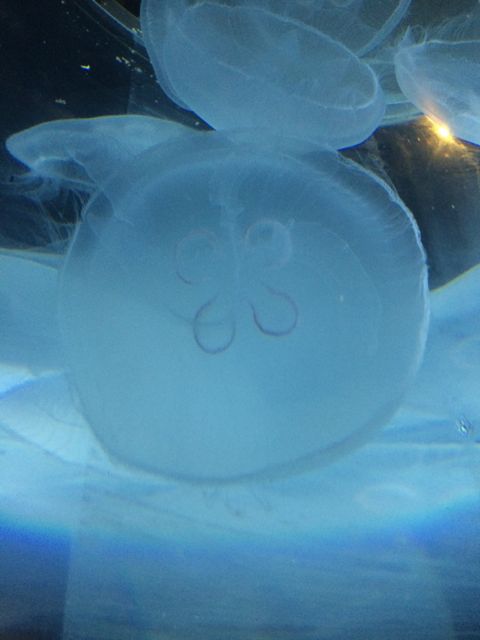 Jelly fish 2