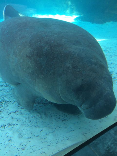 Manatee - asleep