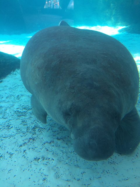 Manatee close up