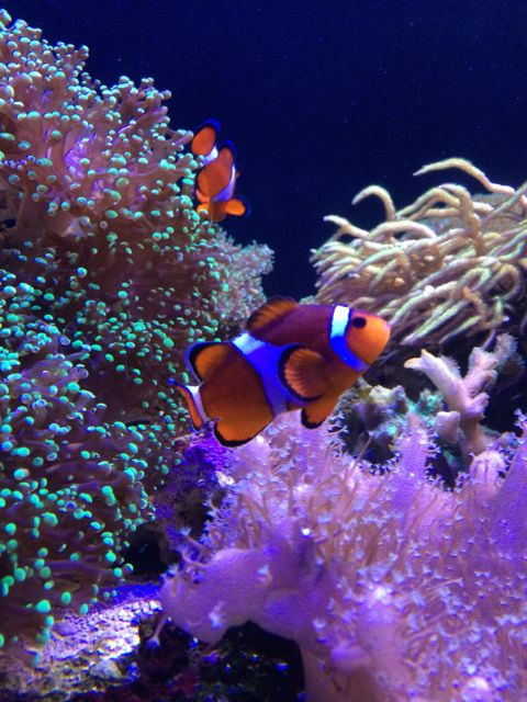 Nemo!
