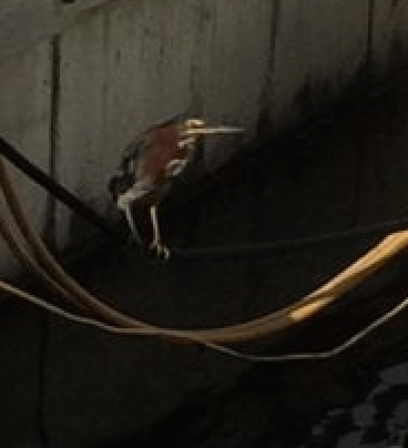 Screen Shot 2014-10-09 at 8.35.36 PM