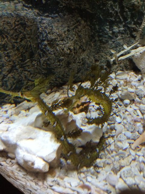 sea horse - dragon 2