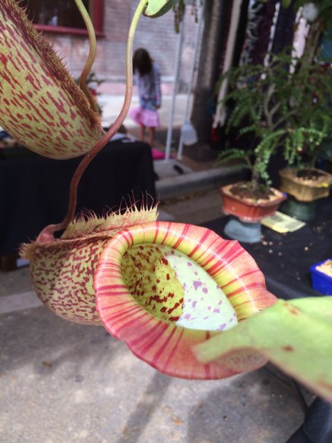 carnivorous plant 2