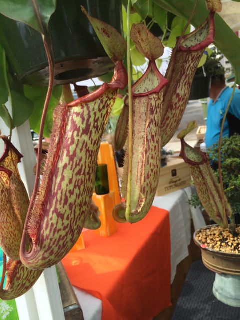 Carnivorous plant