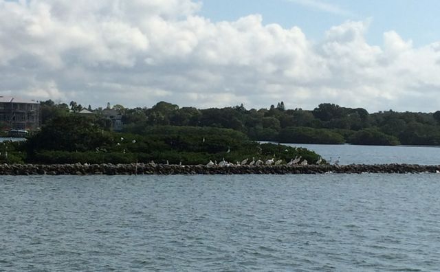 white pelicans - cropped
