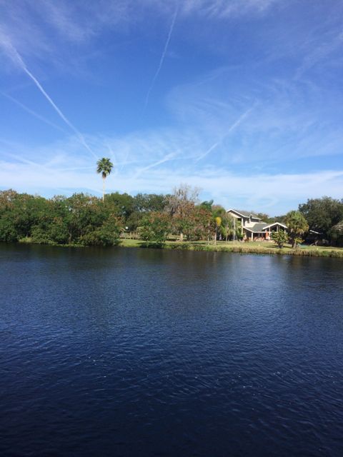 11.37am llama - no camel