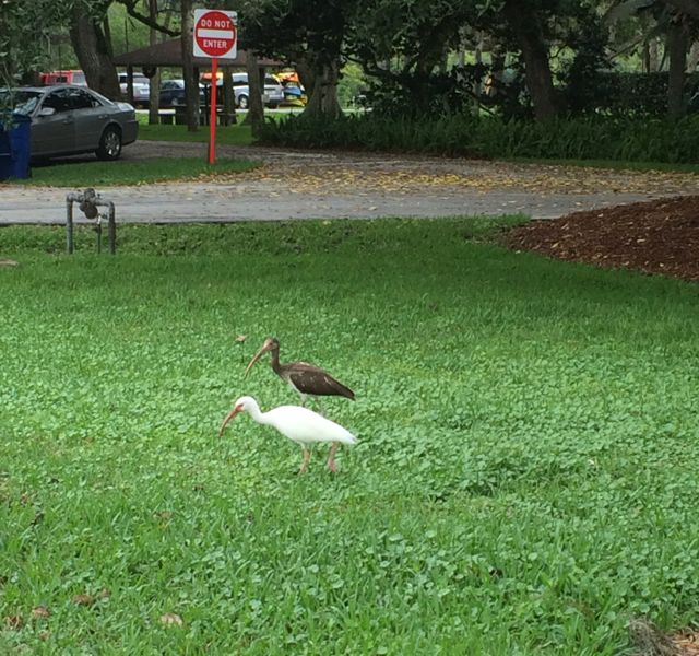 2 ibis - crop - Jan 14 2015
