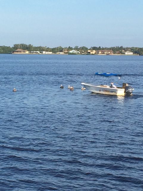 9.20 crabber feeding pelicans