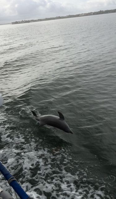 9.36am dolphin out of the water from mov