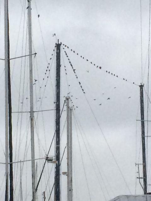 Birds - 7.19am on the nearby boats