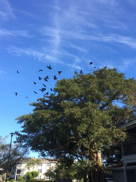 birds from trees 3 vero beach