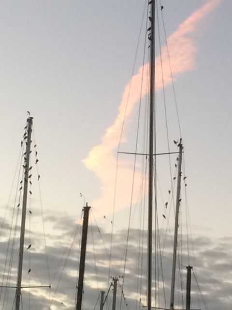 birds - Jan 18 2015 - vero beach