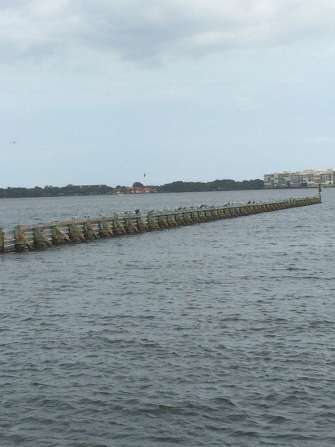Birds on the breakwater - Jan 23 2015 - cocoa Village