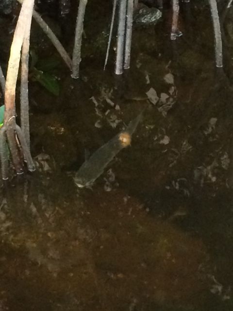 fish in the mangrove