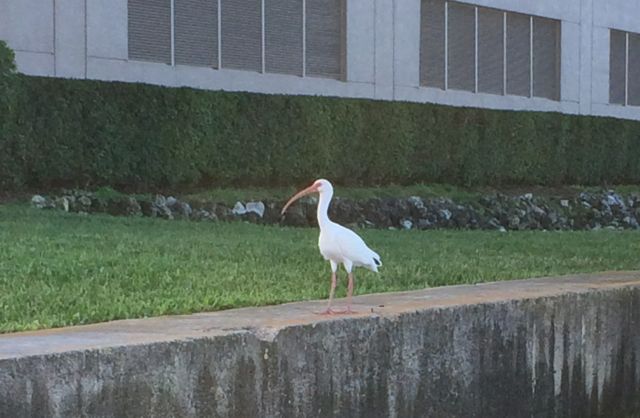 ibis by the marina