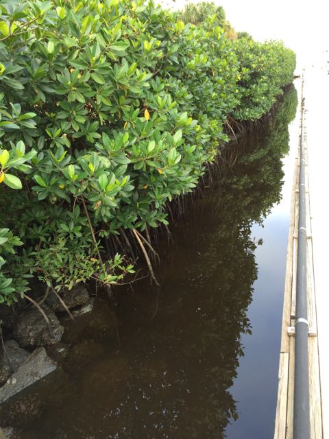 mangroves along the dock