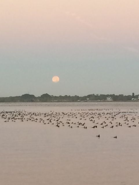 Moon set 7.10 with birds Jan 5 2015