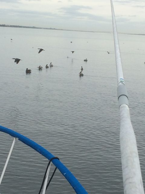 Pelican patch - 12.43pm -ICW - Jan 20 2015