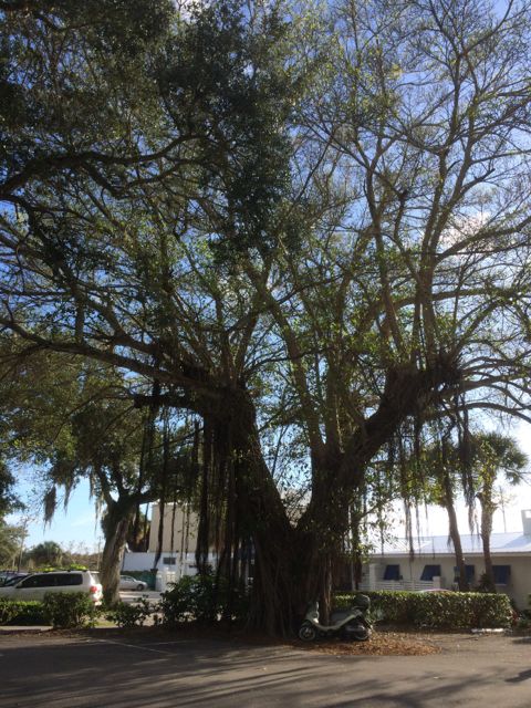 tree - grand - vero beach