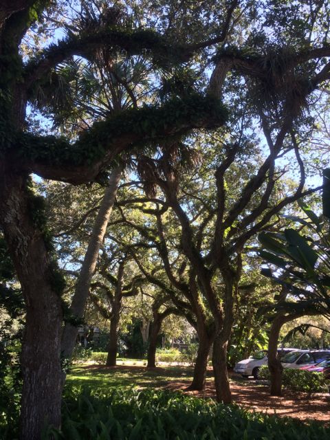 tree limbs 3 - vero beach