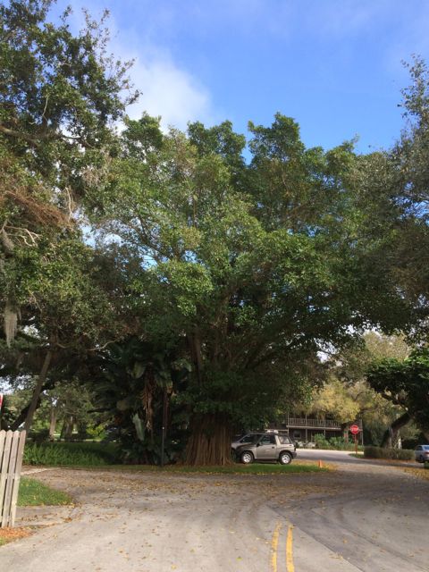 Tree with palm - Vero Beach - Jan 14 2015