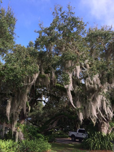 Trees - vero beach 1 Jan 14 2015