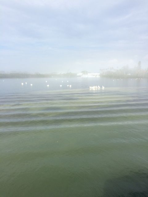 white pelicans 3 - bunch