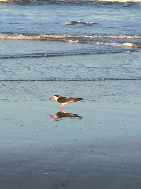 Beach Bird - colorful - cocoa beach, FL 5.37pm