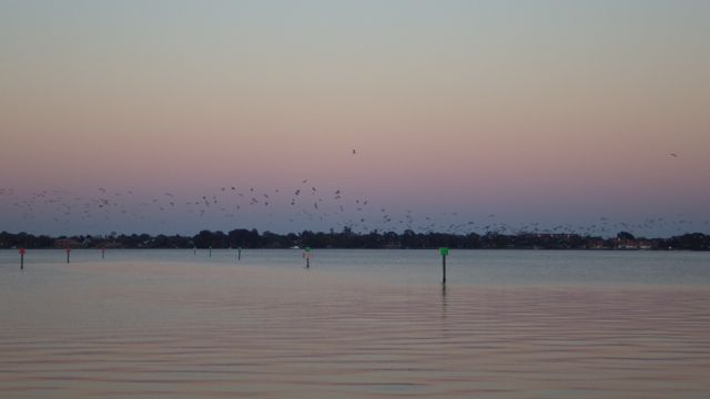 birds taking off - Feb 14 2015 6.09pm C