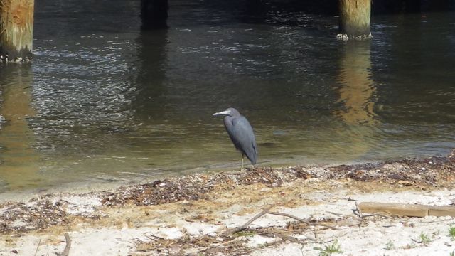 Blue heron - 1.24pm feb 15 2015