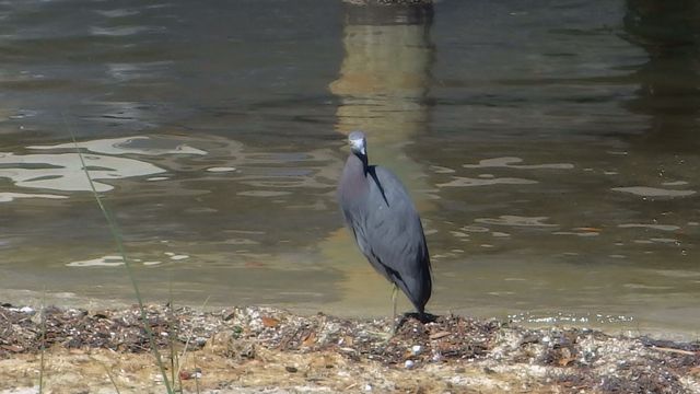 blue heron-feb 15 2015 1.18pm