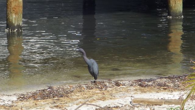 blue heron-feb 15 2015 neck stretched out 1.22pm