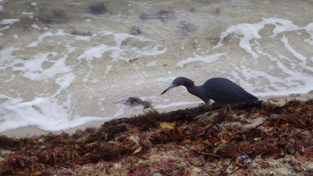 blue heron nibbling along beach fe 18 2015 7.33am G
