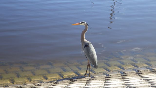 Great Heron giving me the eye