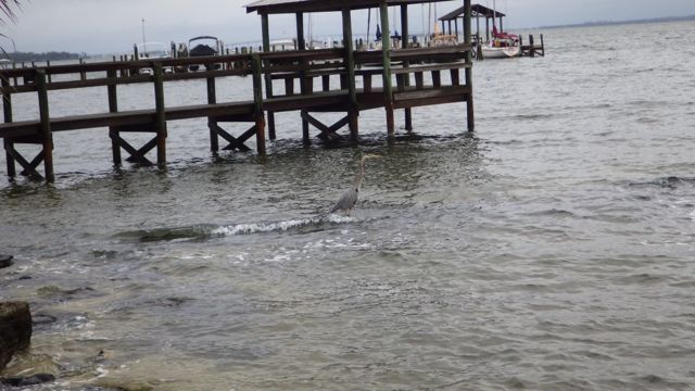 great heron in the water feb 18 2015 7.35am F
