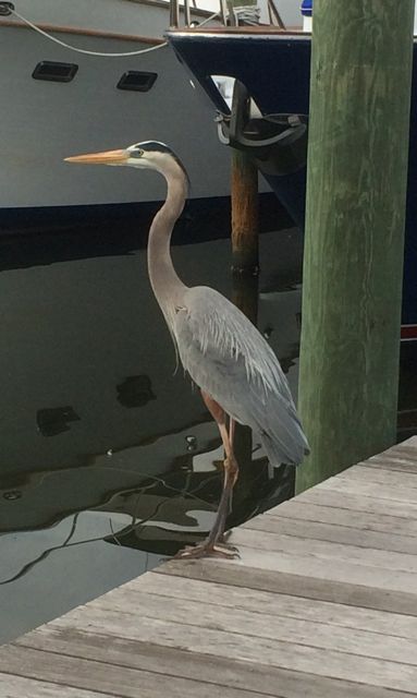 Great Heron!  use this one!